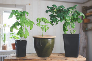 Olika storlekar på tomatplantor