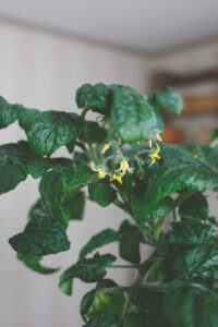 Blommor på tomatplanta från växtbelysning