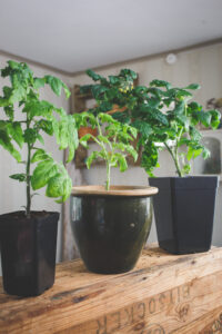 Tomatplantor som stått på olika ställen