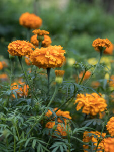 Orange tagetes.