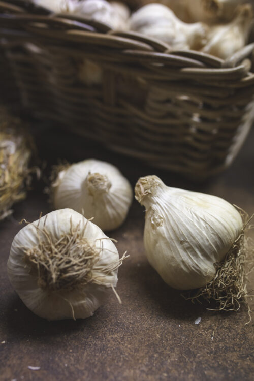 Sättvitlök 'CLÈDOR'