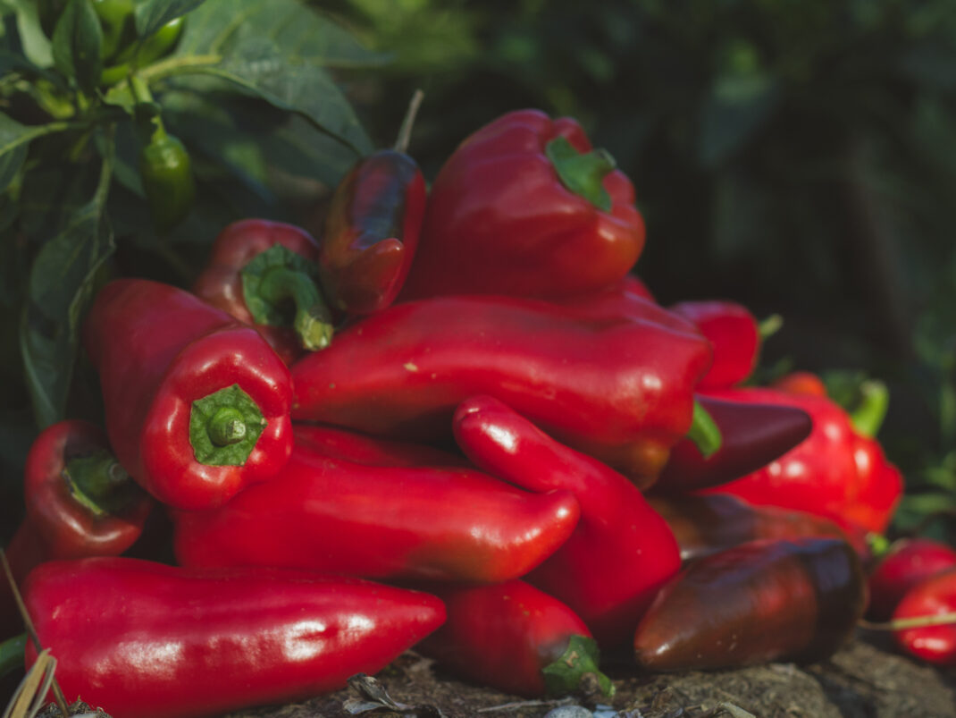 Ett lass med vacker röd paprika.