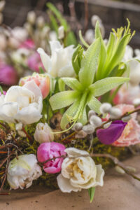 Amaryllis i krans