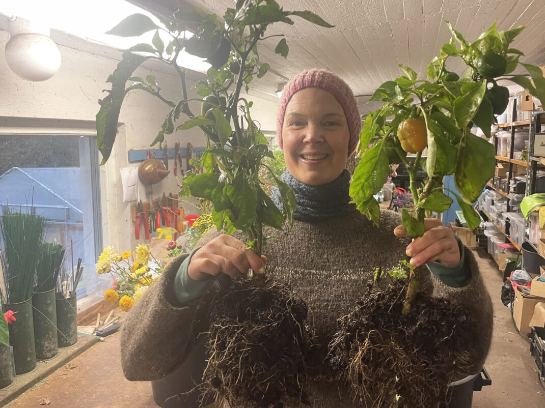 Sara Bäckmo håller två paparikaplantor med synligt rotsystem.