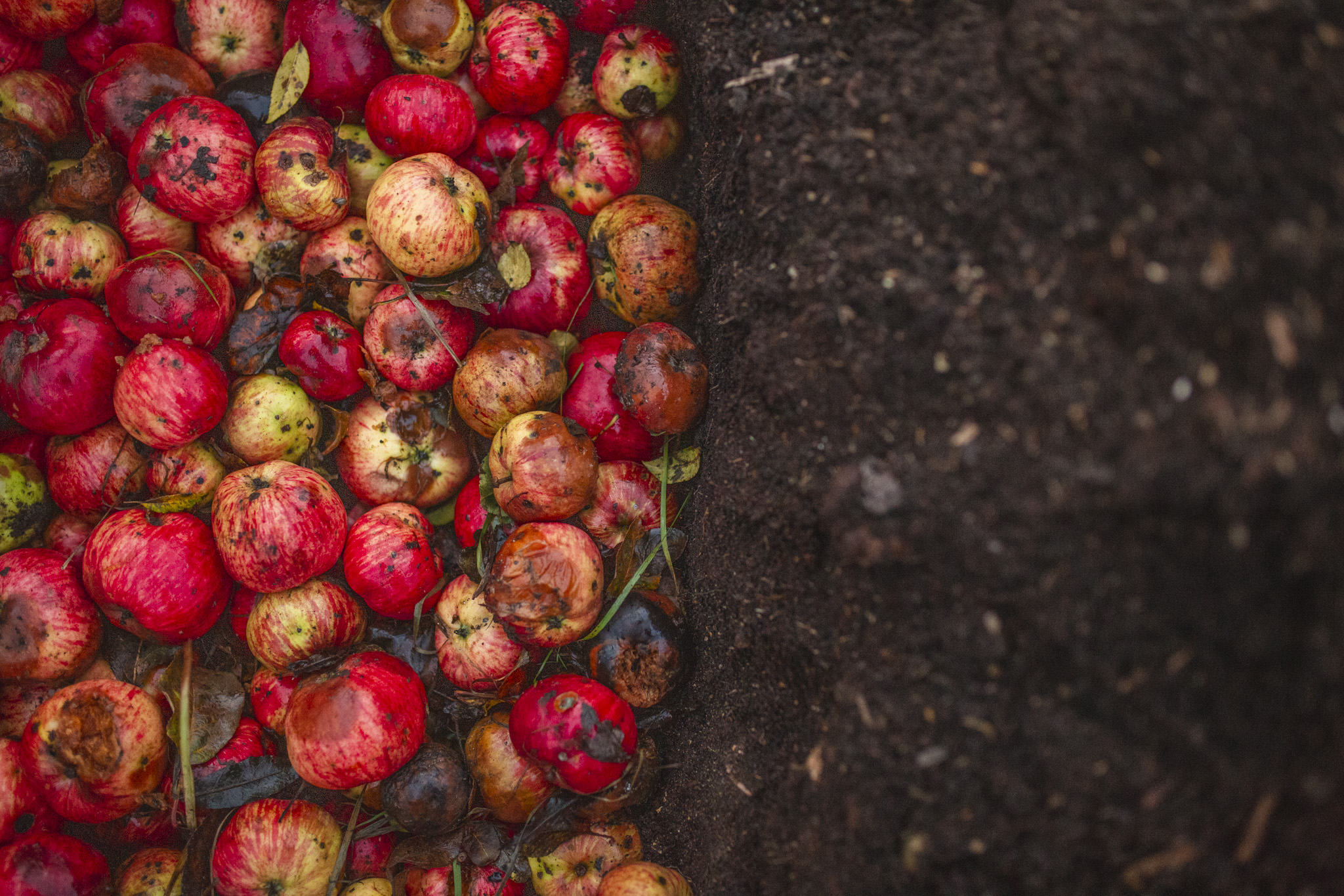 Äpple i pallkrage