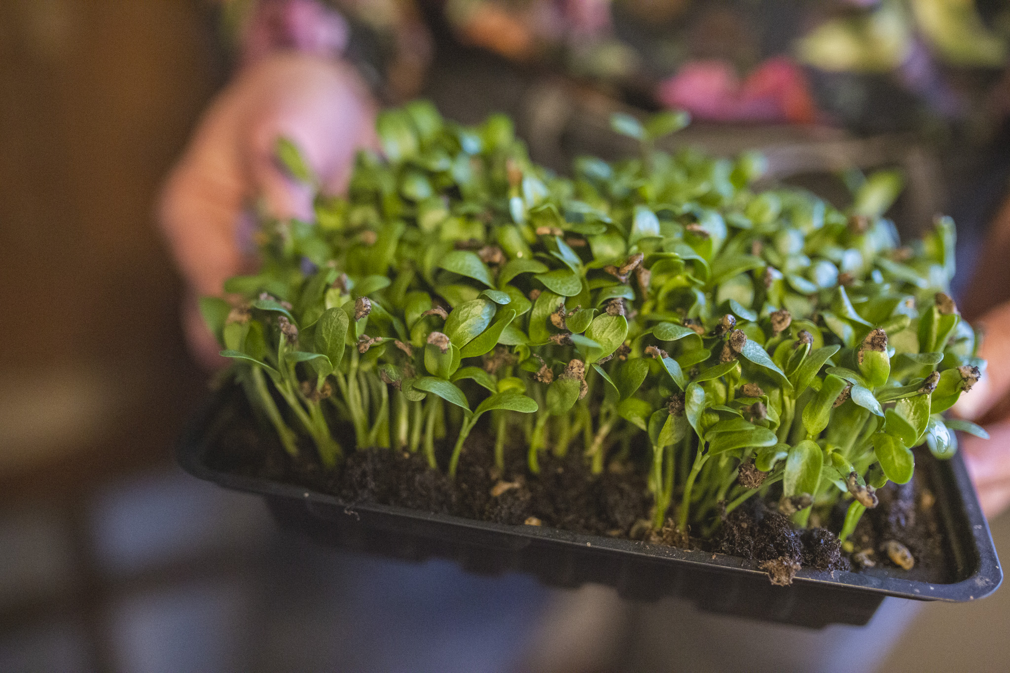 Groddar redo att skördas