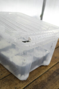 Plastback med vintersådder