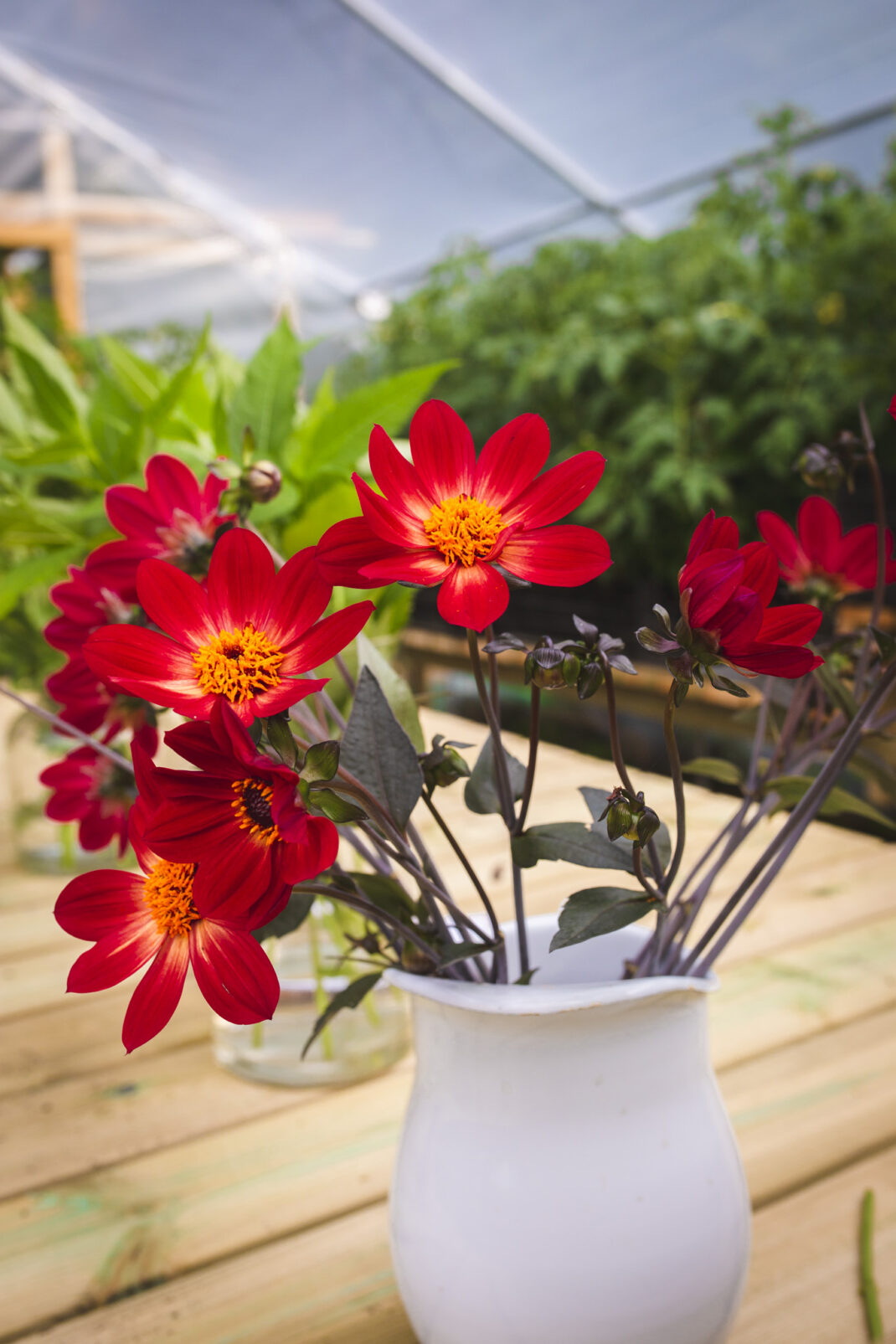 Röd dahlia