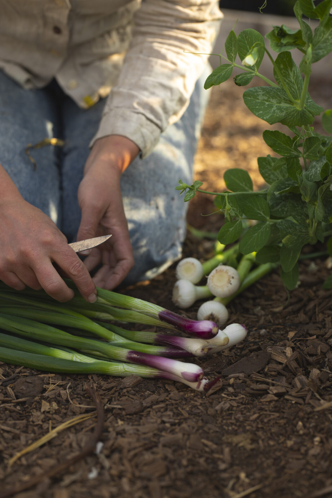 Lök från Skillnadens