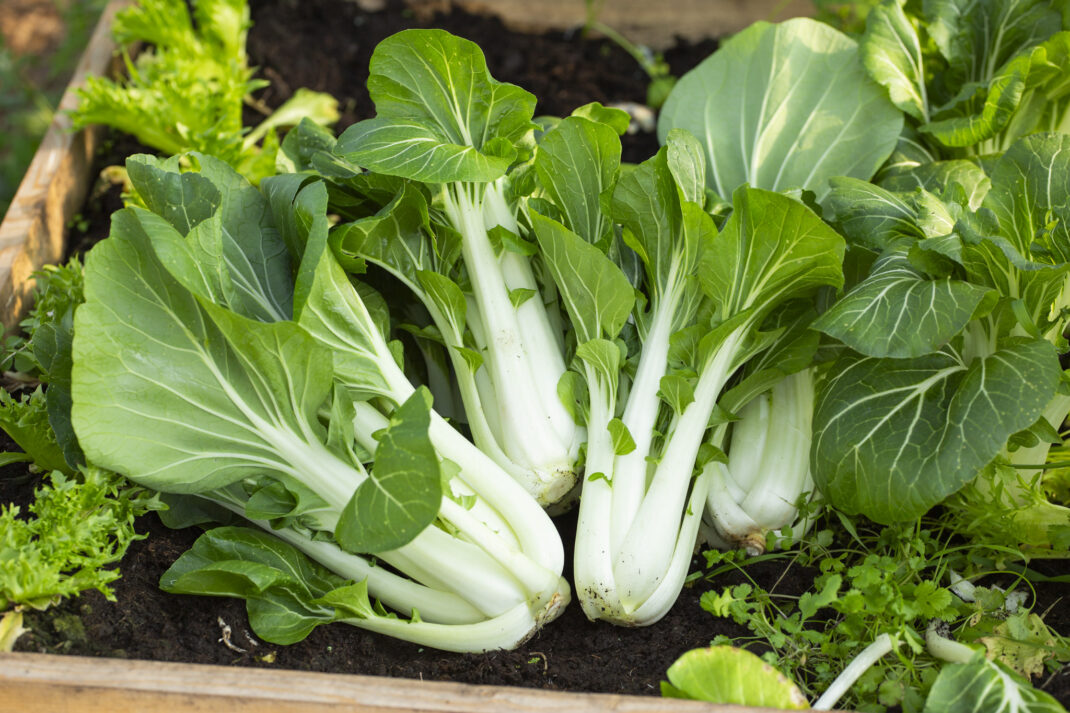 Flera nyskördade pak choi