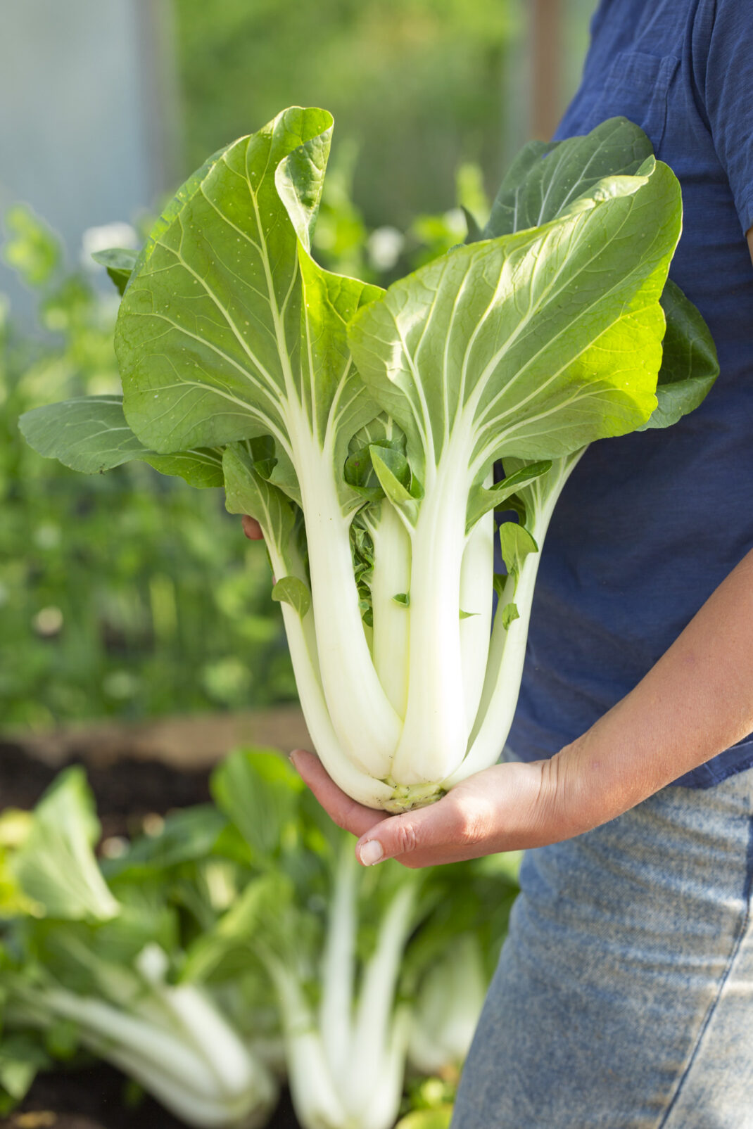 Nyskördad pak choi