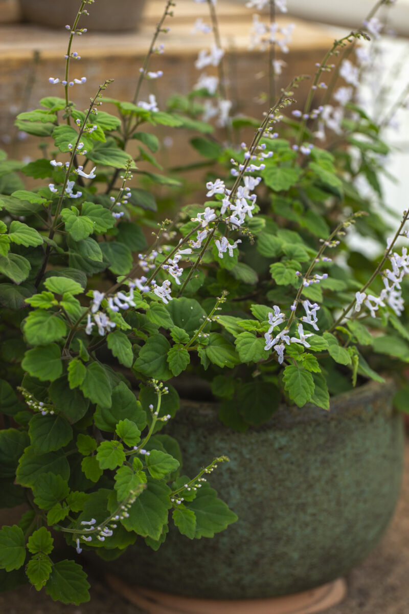 Flaskljusblomma i kruka