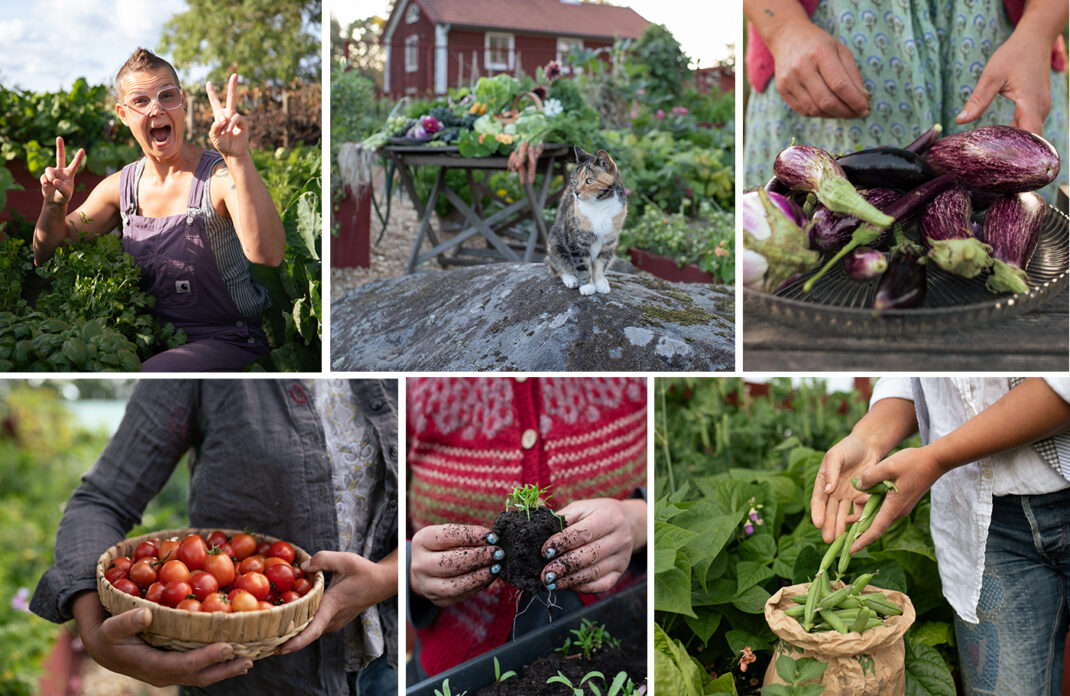 Kollage från Skillnadens trädgård