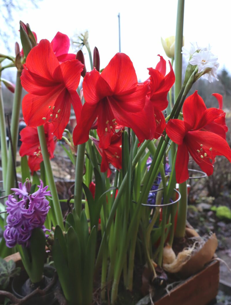 Amaryllis multiflora 'Red Garden'
