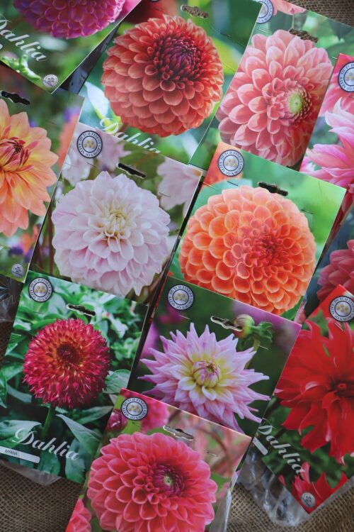 Dahlia MIX -knölar