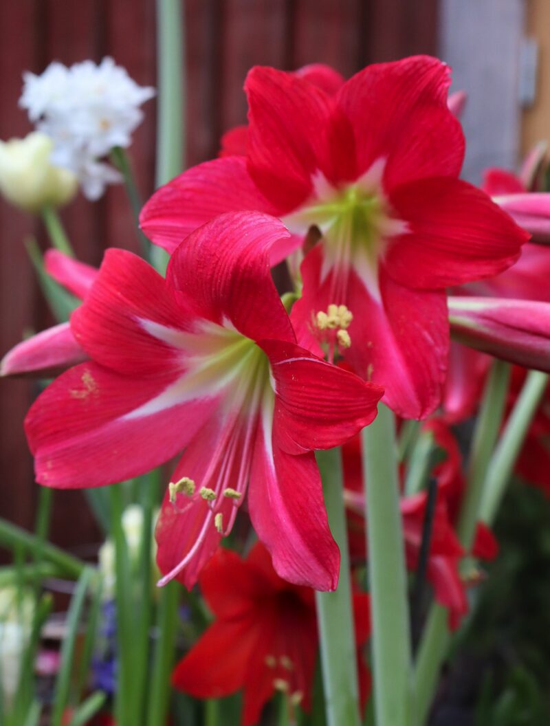 Amaryllis multiflora - 'Striped Garden'