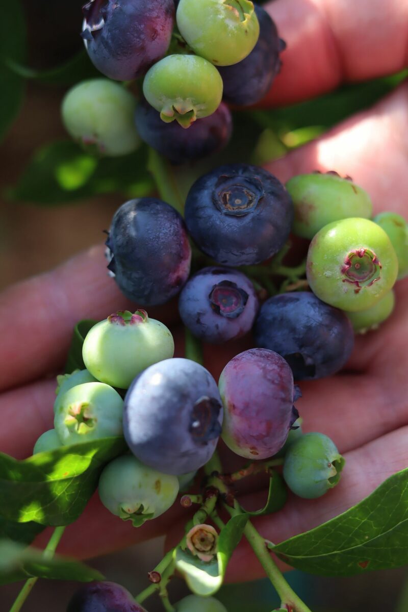 Amerikanskt blåbär 'Nelson' & 'Bluejay'