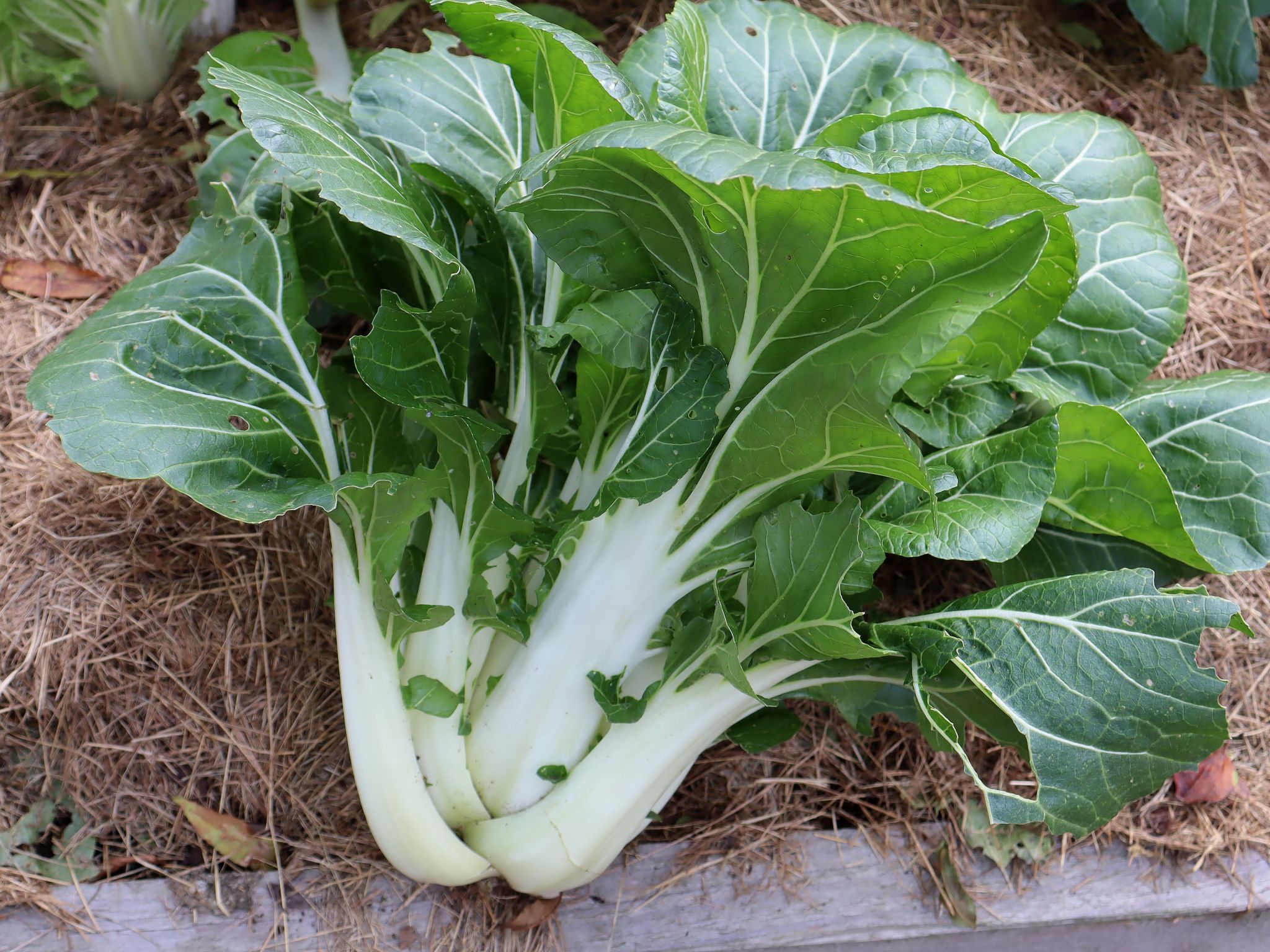 sarabackmo-pakchoi-skorda