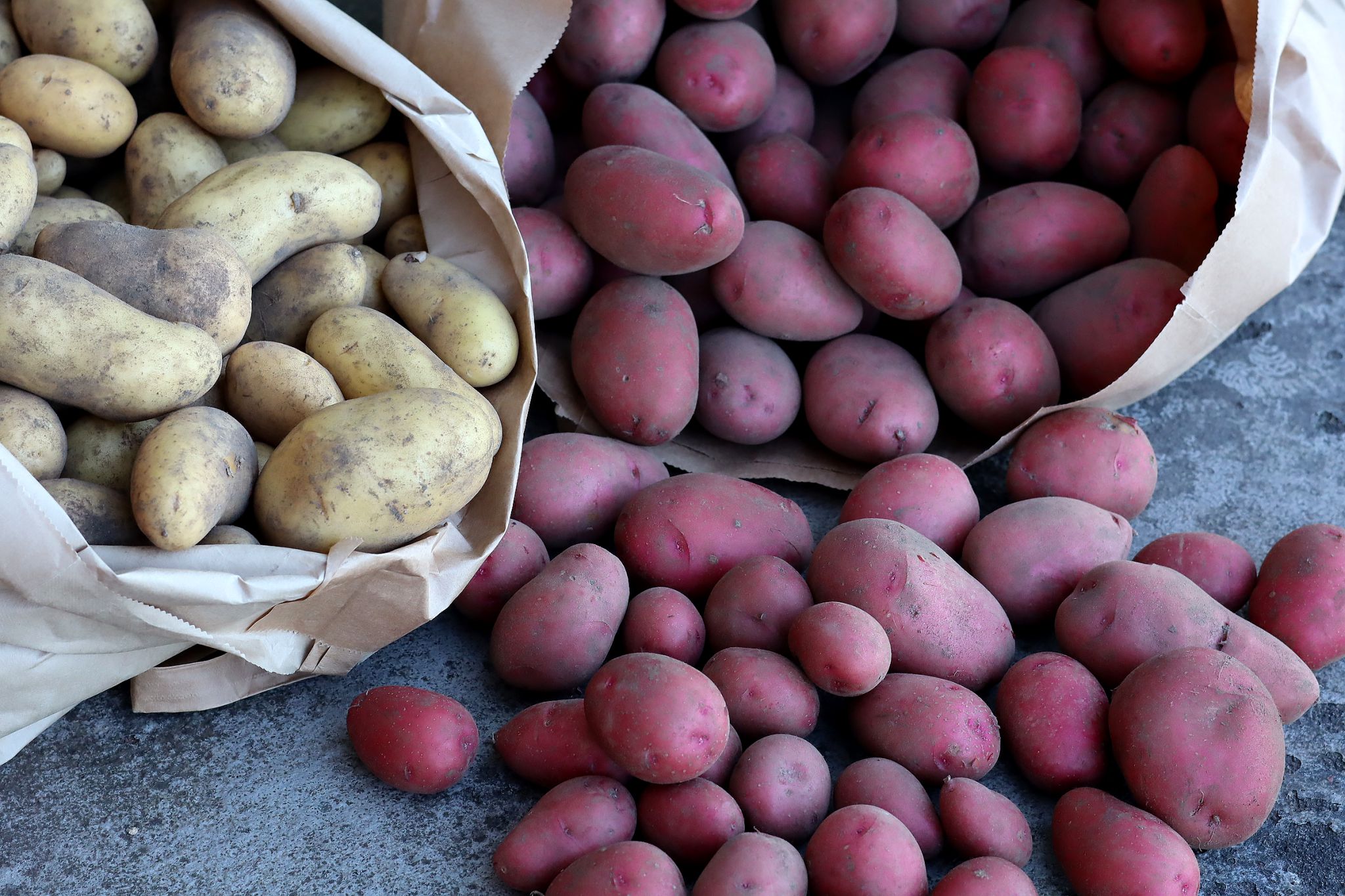 sarabackmo-potatis-utsade