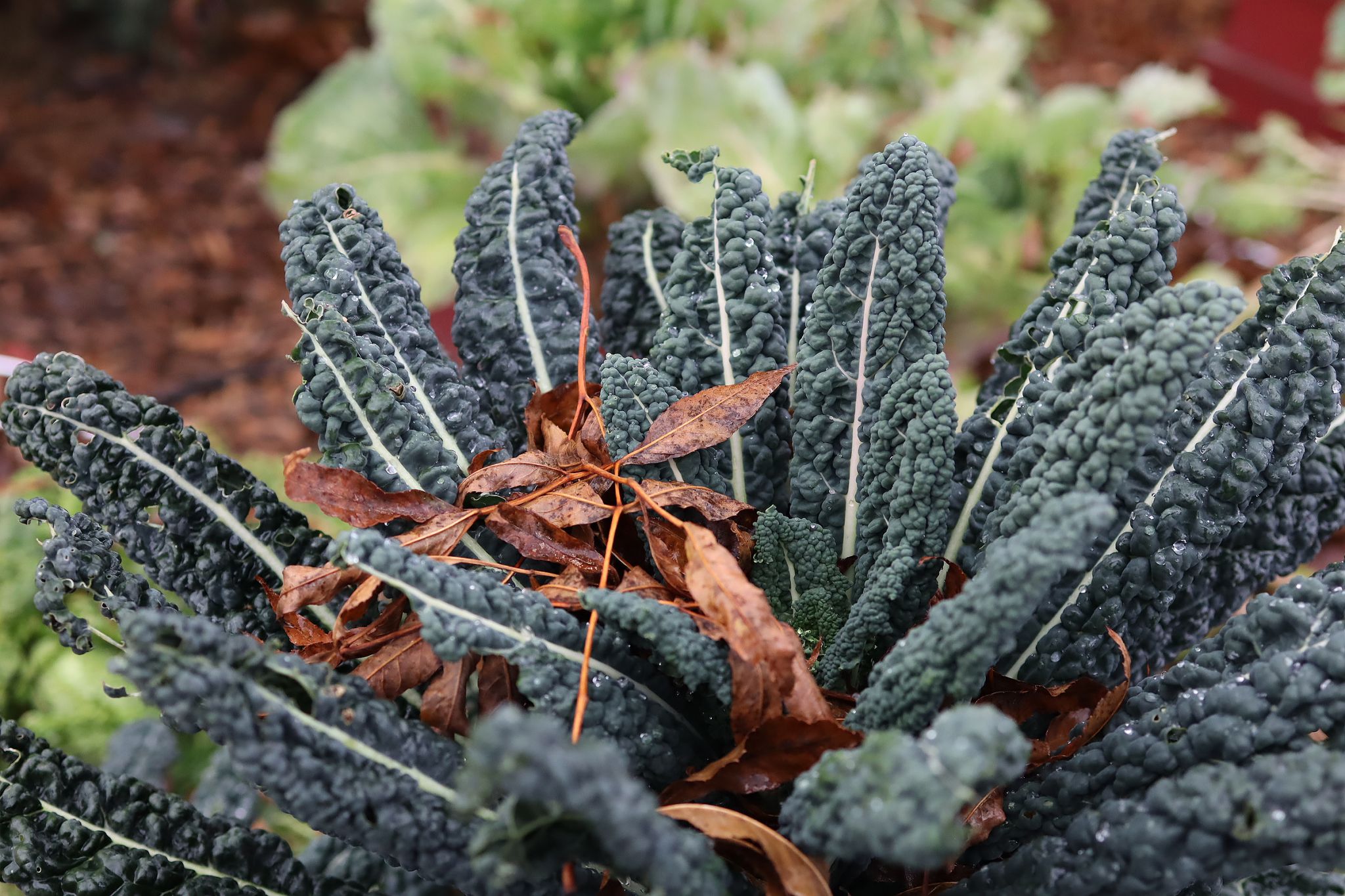 sarabackmo-gronkal-svartkal