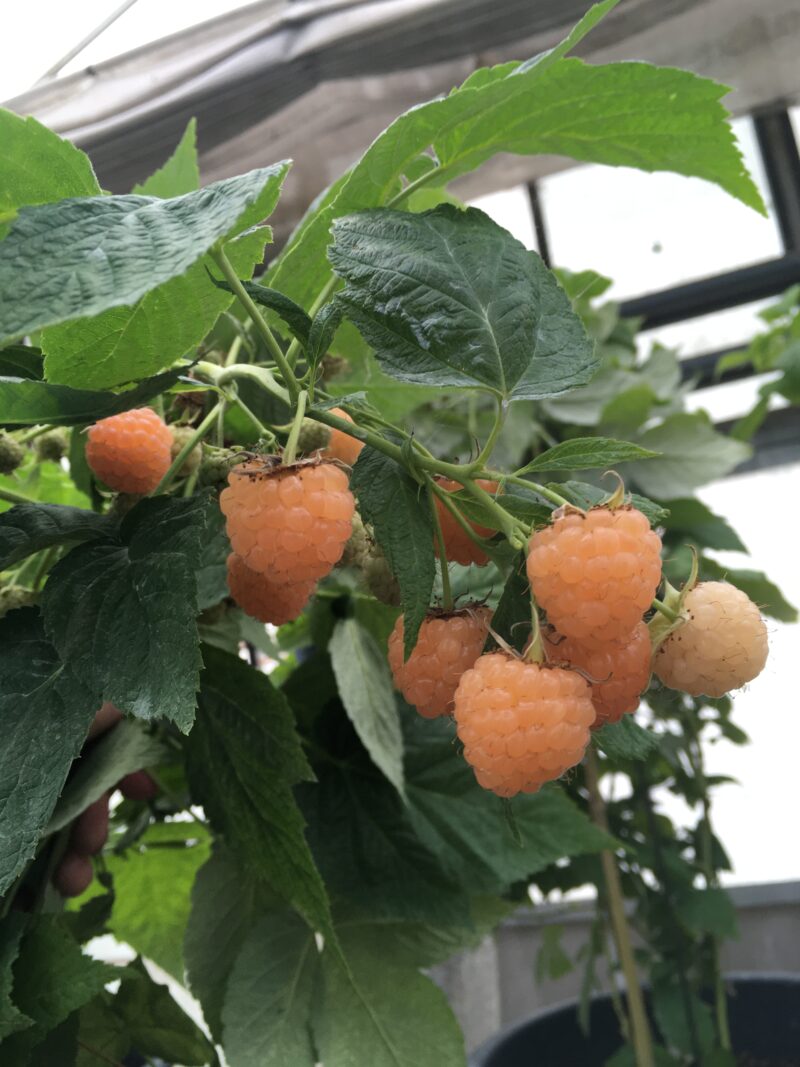 Hallon -låg ORANGE (9)