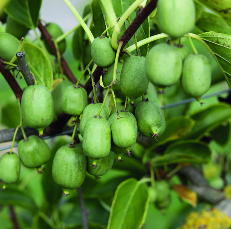 Kiwi -mini 'Nekita' (9)