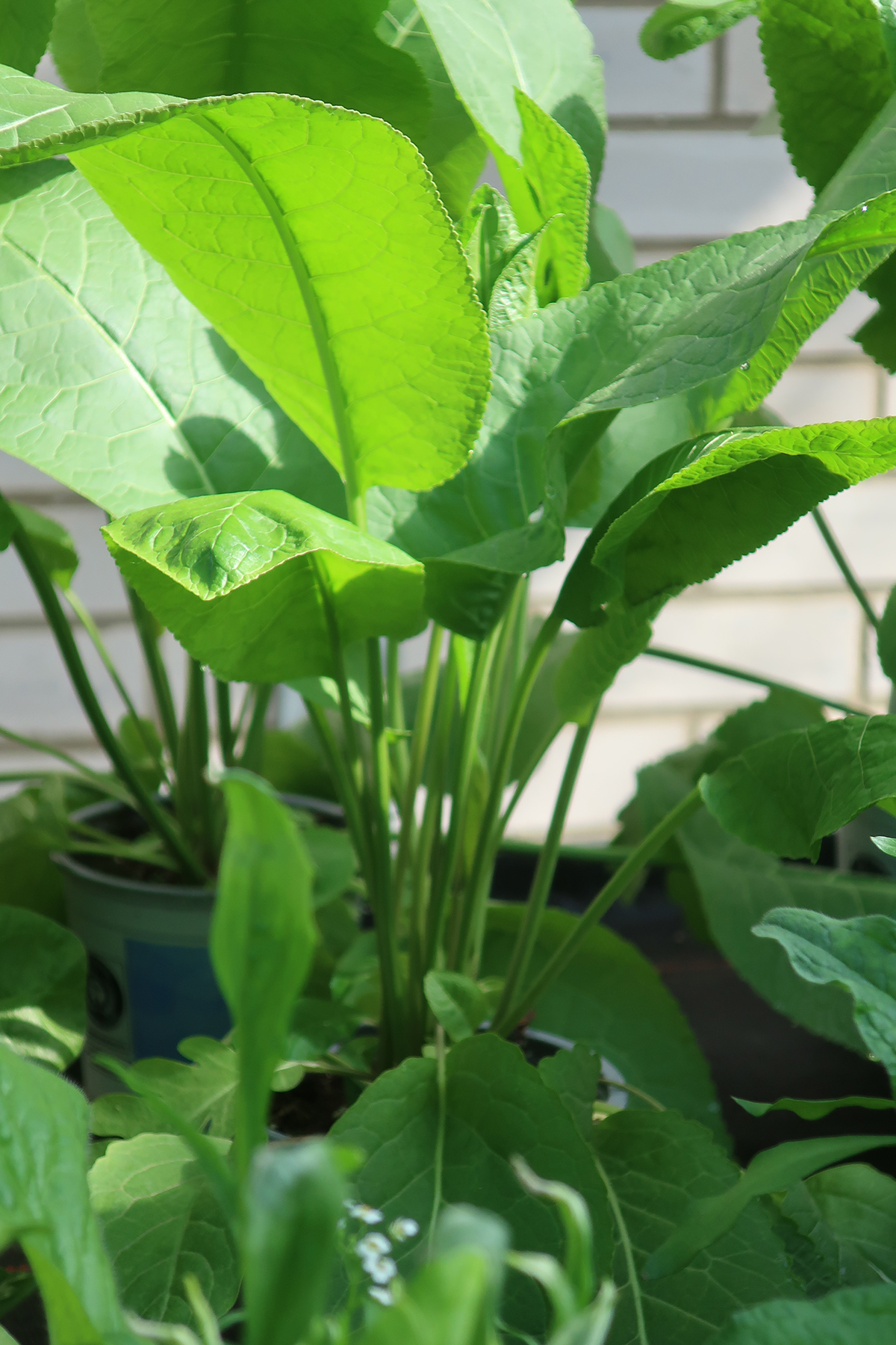 Pepparrot 'Vitara' (9)