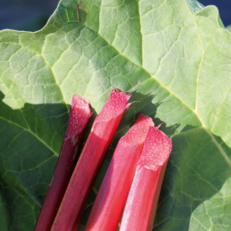 Rabarber 'Sanvitos Red' (9)