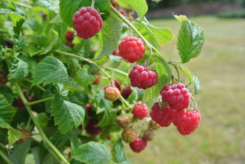 Hallon -låg TIDIG RÖD