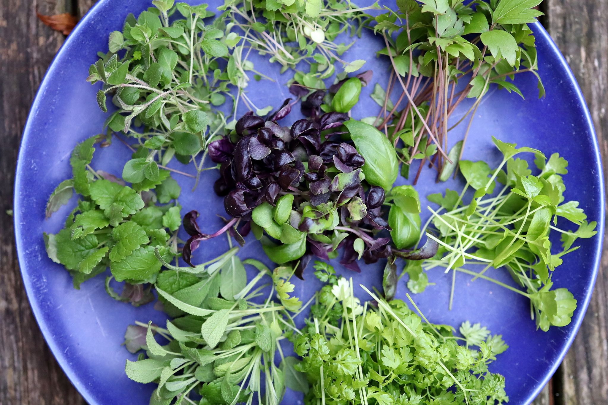 sarabackmo-kryddor-inomhusodling