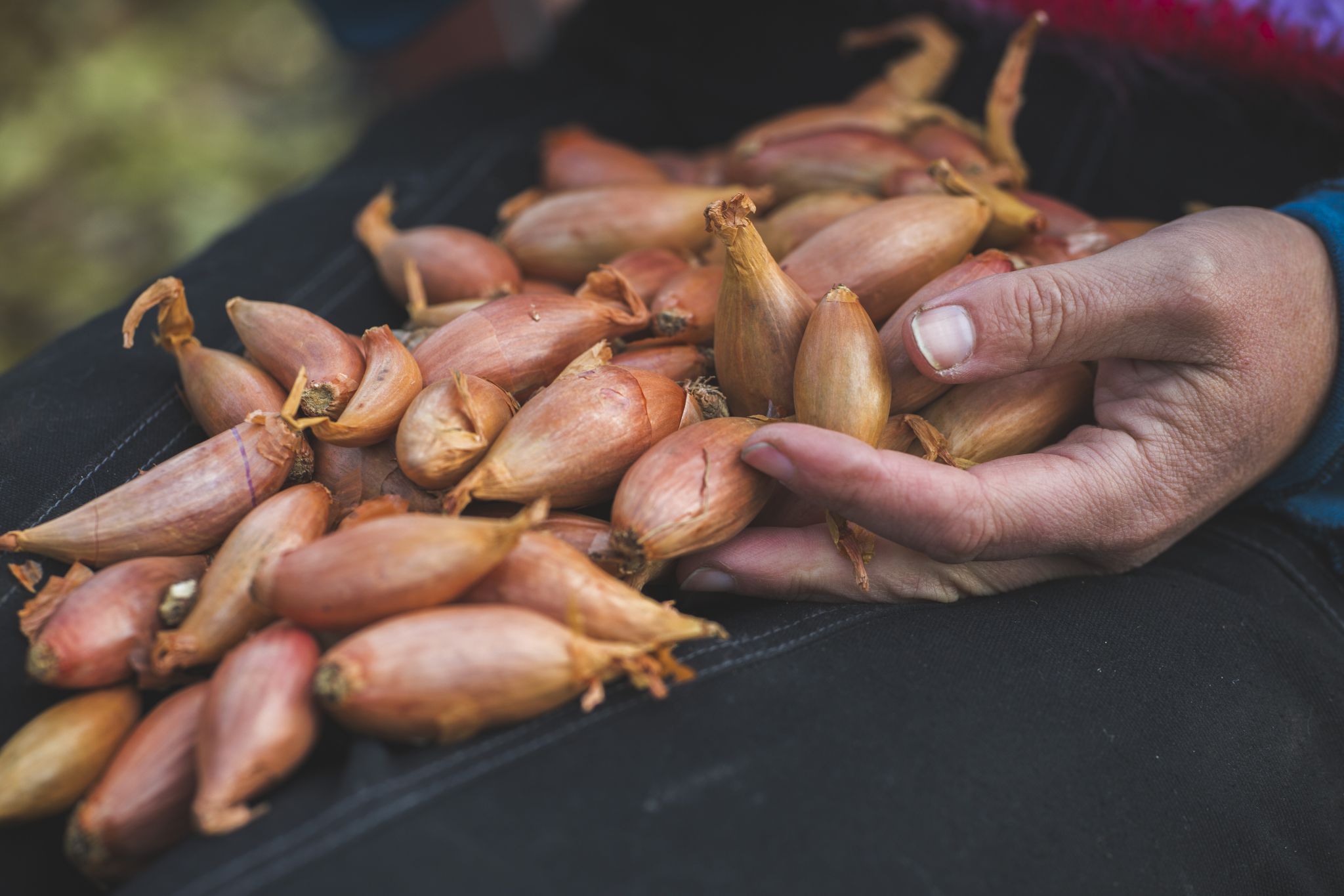 sarabackmo-longor-bananschalottenlok