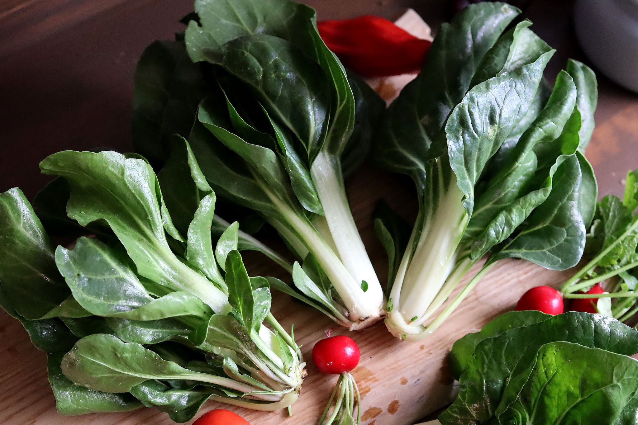 sarabackmo-mangold-barese