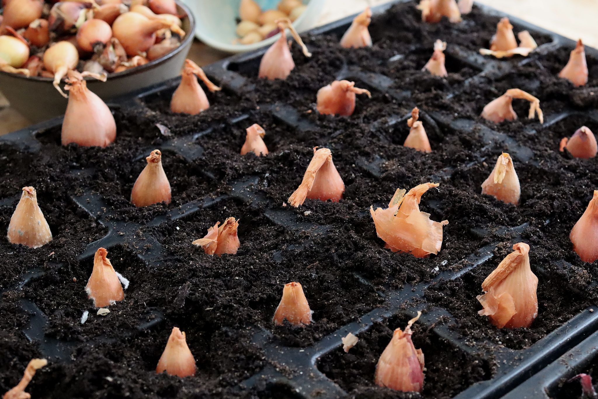 sarabackmo-bananschalottenlok-schalottenlok