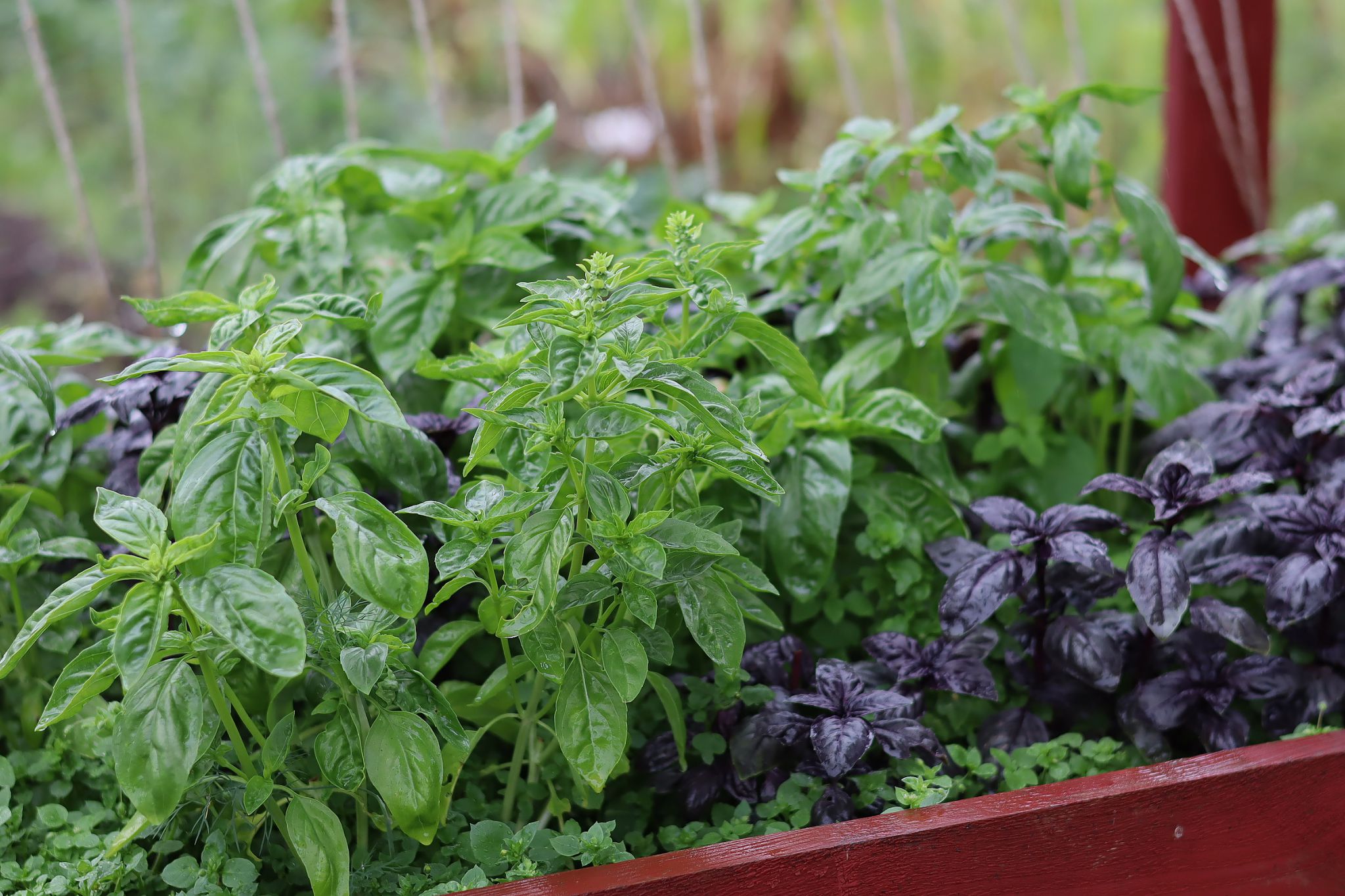 sarabackmo-basilika-basil