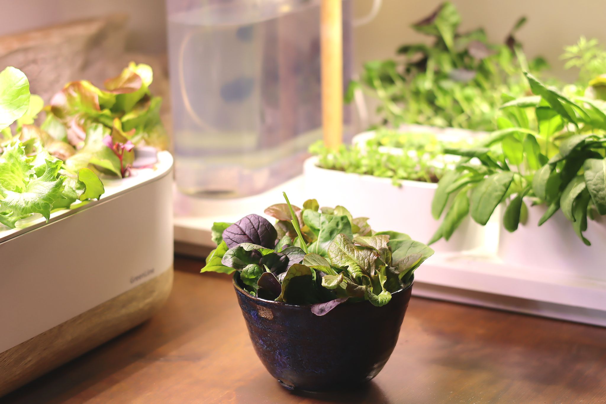 sarabackmo-blad-odlingsstation