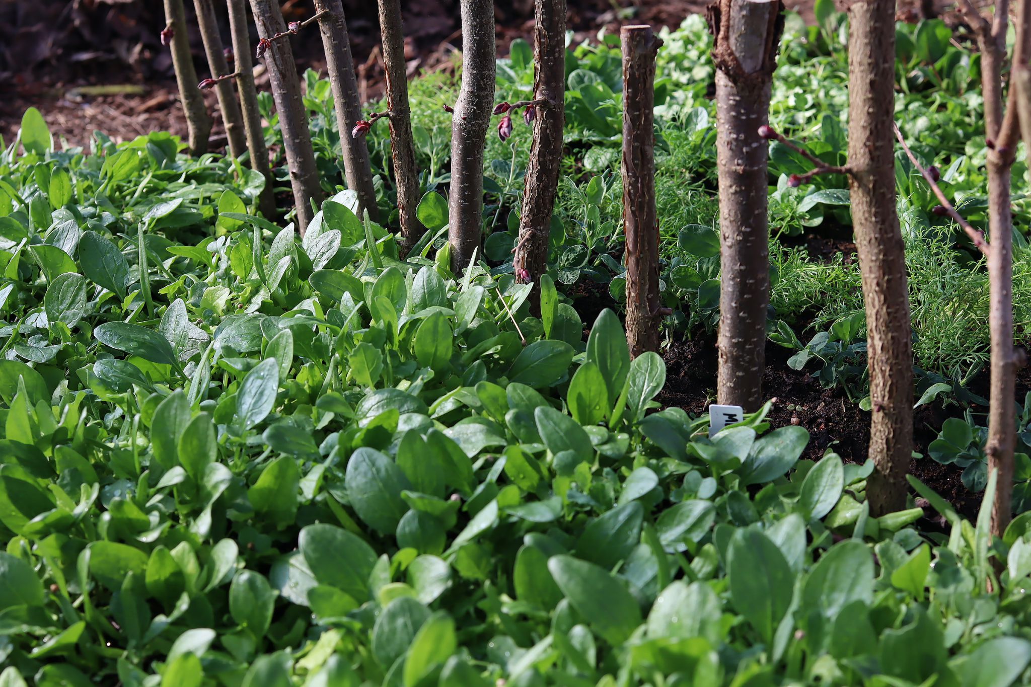 sarabackmo-vintersadd-blad