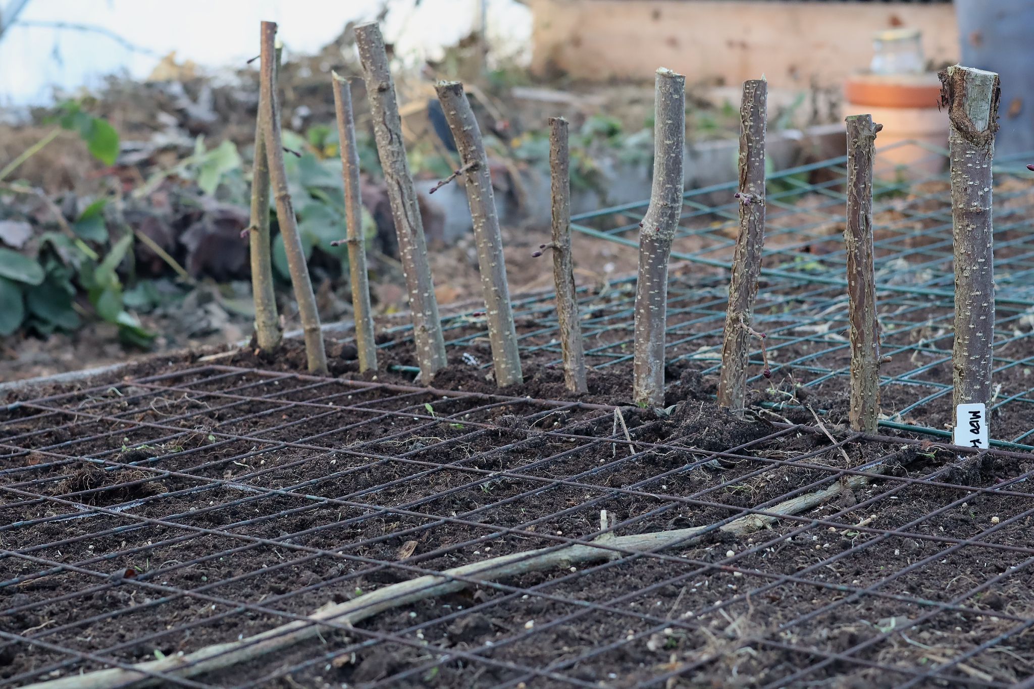 sarabackmo-vintersadd-vinter