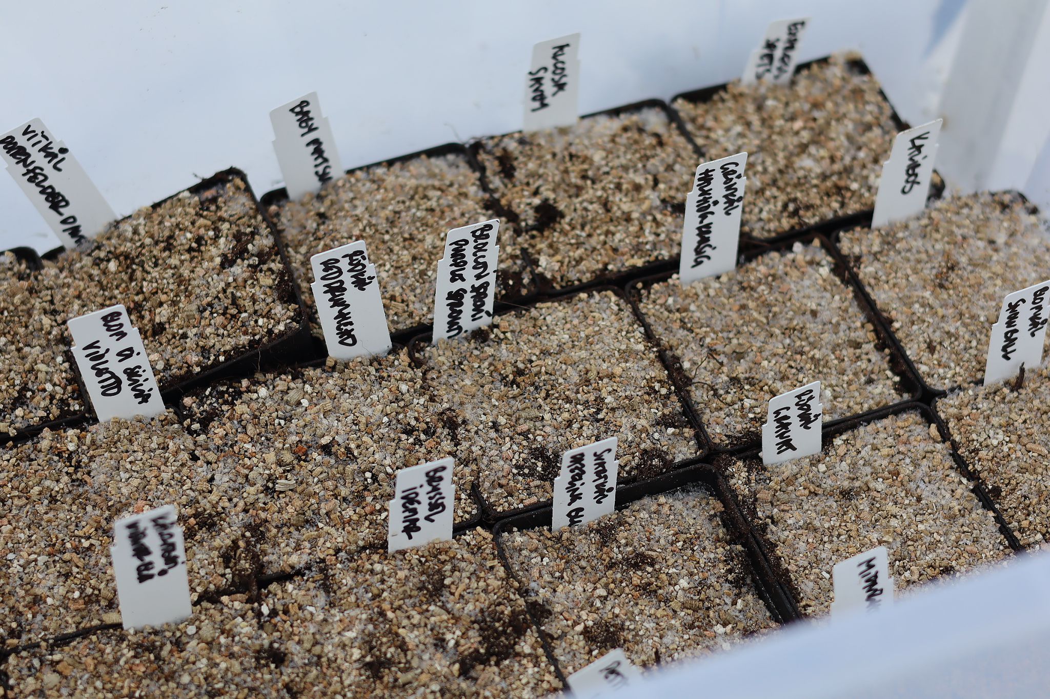 sarabackmo-back-vintersadd