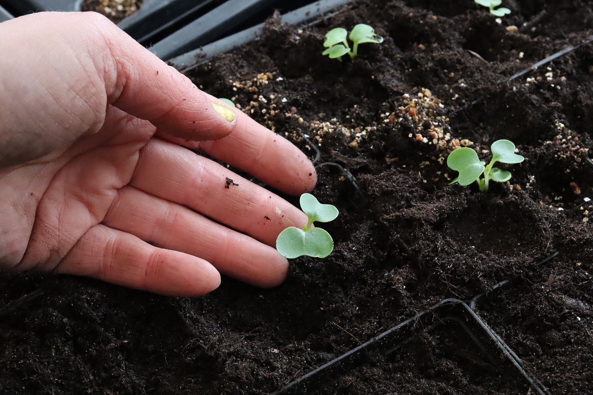 sarabackmo-pakchoi-plantera