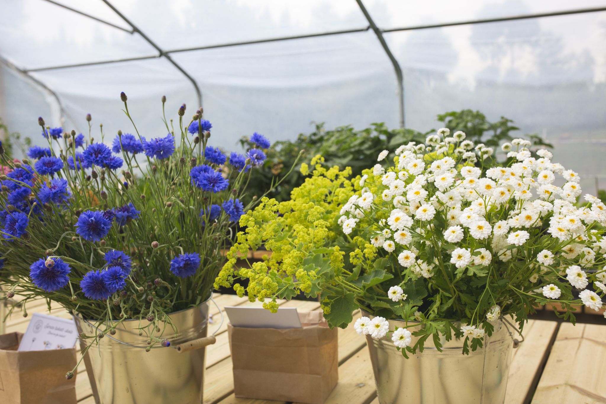 sarabackmo-sommarblommor-blommor