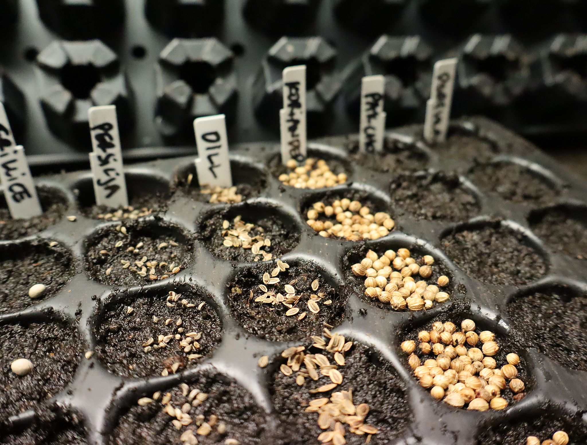 sarabackmo-pluggbratte-froer