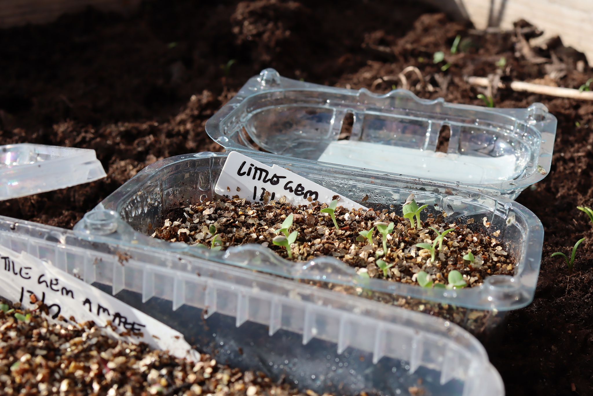 sarabackmo-sallat-vintersadd