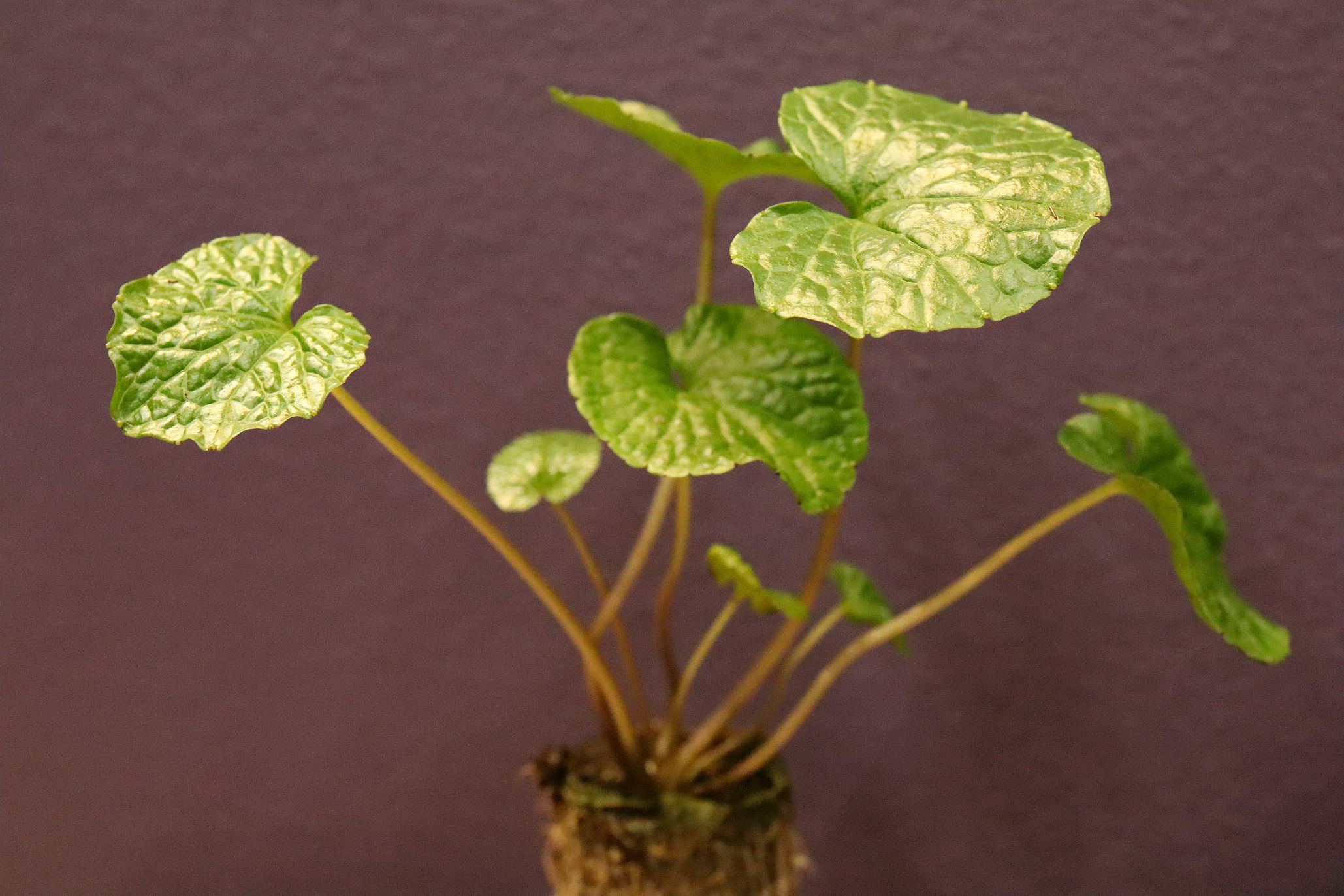 sarabackmo-wasabi-mephistored