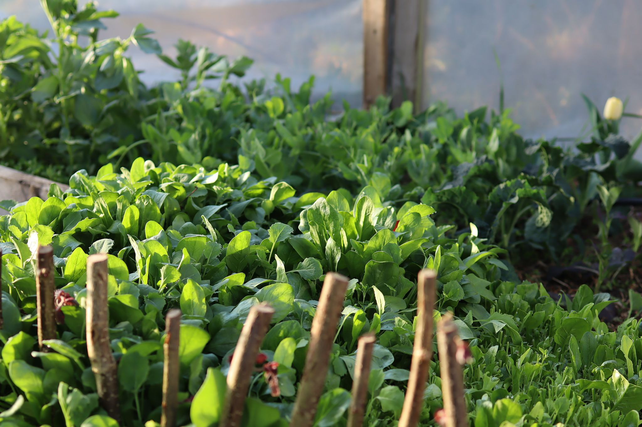 sarabackmo-blad-odla