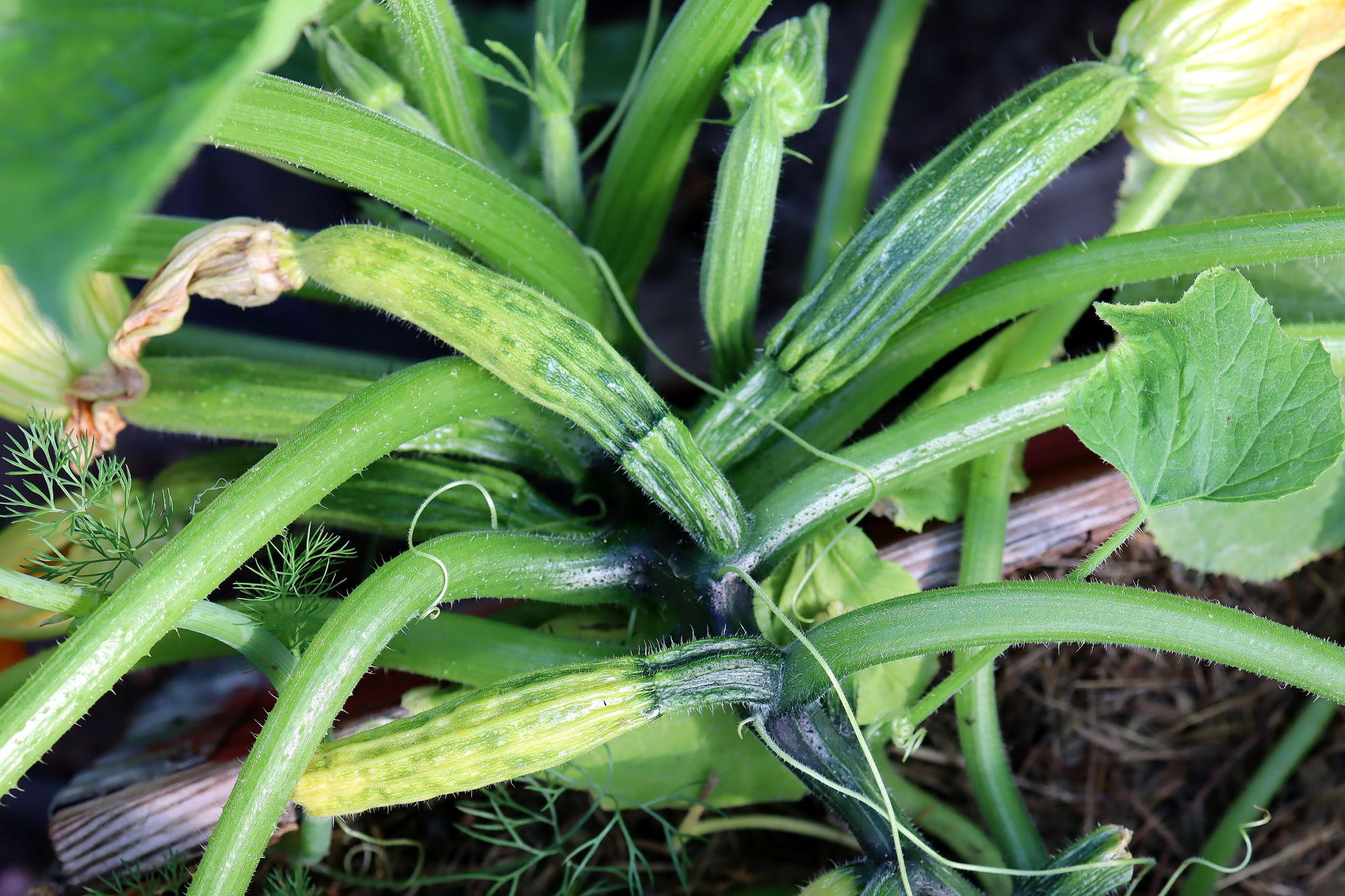 sarabackmo-skrumpna-squash