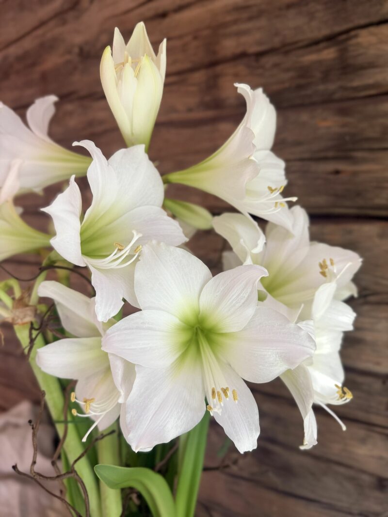 Amaryllis multiflora - 'White Garden'